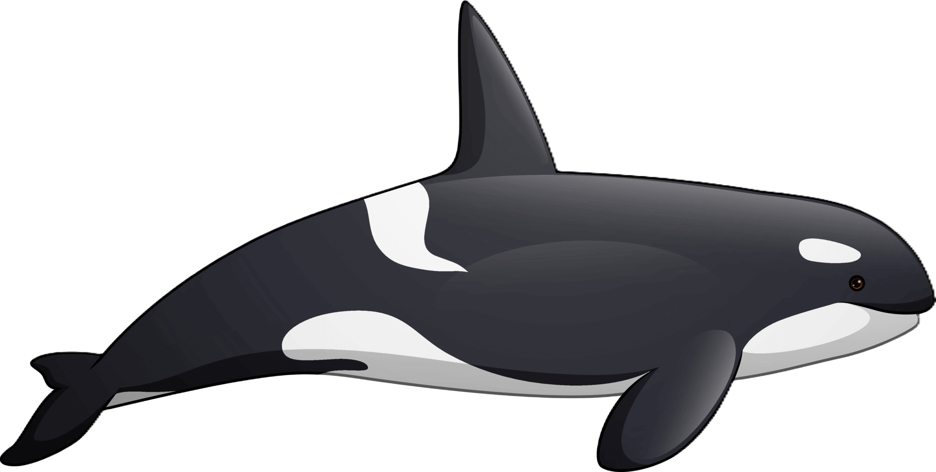 Orca