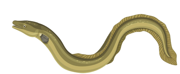 Sea Eel
